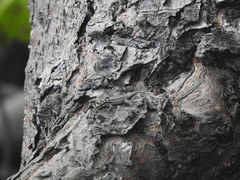 Lygodactylus mombasicus