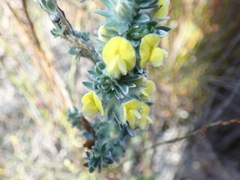 Aspalathus caledonensis