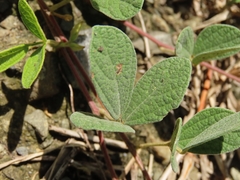 Cajanus scarabaeoides