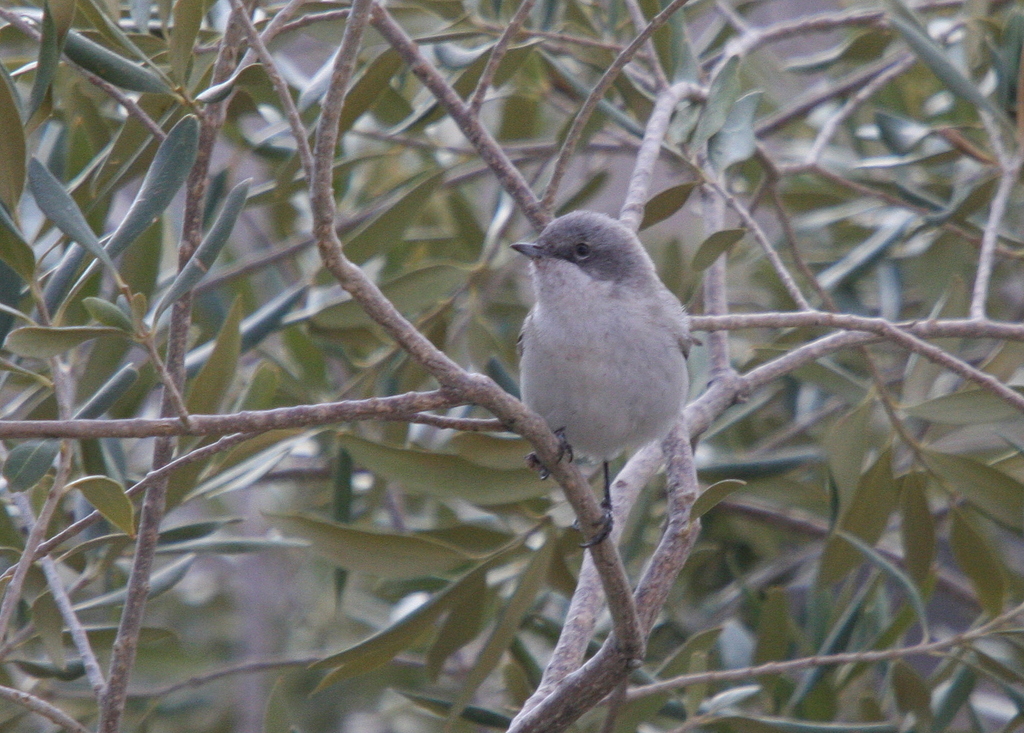 Desert Whitethroat