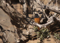 Muscicapidae