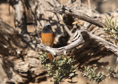 Muscicapidae