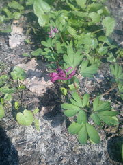 Corydalis intermedia