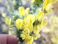 Aspalathus caledonensis