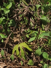 Syneilesis hayatae