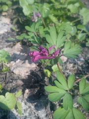 Corydalis intermedia