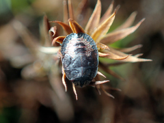 Sciocoris
