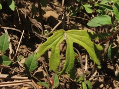 Syneilesis hayatae