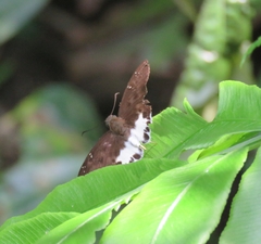 Tagiades ultra
