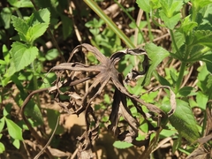 Syneilesis hayatae