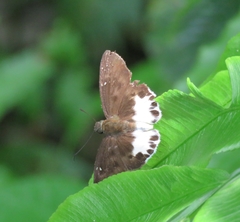 Tagiades ultra