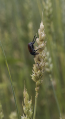 Anisoplia austriaca