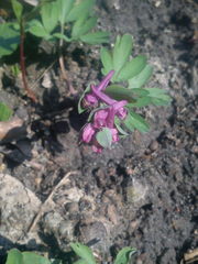 Corydalis intermedia