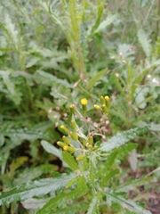 Senecio glomeratus