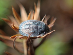 Sciocoris