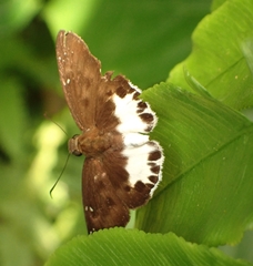 Tagiades ultra
