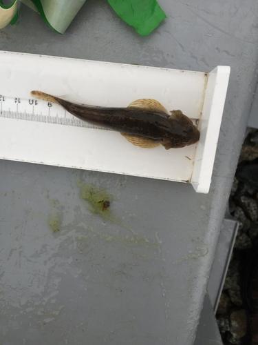 Slijmdonderpad (Cottus cognatus) — Cottidae — 4