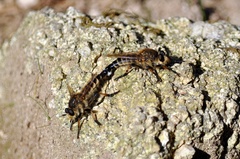 Promachus yesonicus