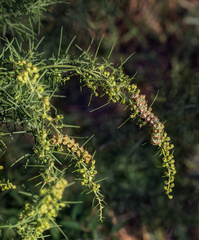 Cucullia artemisiae