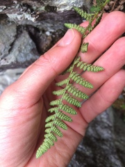 Dryopteris fragrans image