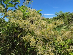 Clematis chinensis tatushanensis