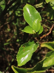 Clematis chinensis tatushanensis