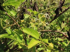 Clematis chinensis tatushanensis