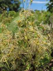 Clematis chinensis tatushanensis