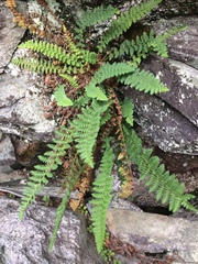 Dryopteris fragrans image