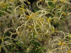 Clematis chinensis tatushanensis