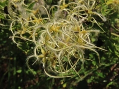 Clematis chinensis tatushanensis