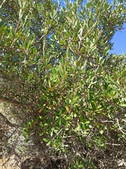 Olea europaea
