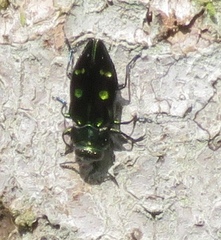 Chrysobothrini