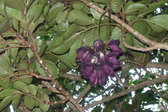 Mucuna membranacea