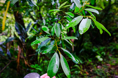 Magnolia compressa