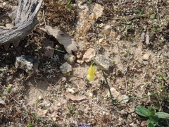 Narcissus triandrus pallidulus