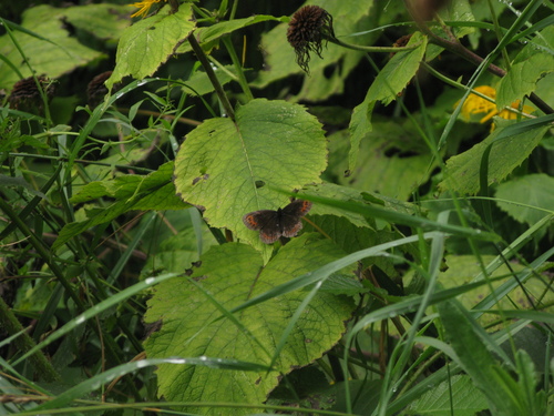 Scotch Argus