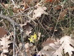 Narcissus triandrus pallidulus