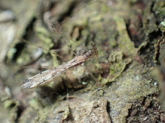 Empicoris vagabundus