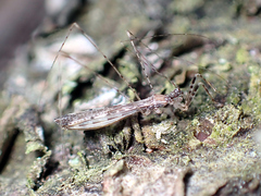 Empicoris vagabundus