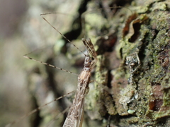 Empicoris vagabundus