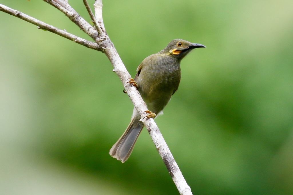 Northern Wattled-Honeyeater (Foulehaio taviunensis) photo