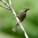 Foulehaio taviunensis - Photo (c) Bird Explorers, algunos derechos reservados (CC BY-NC), subido por Bird Explorers