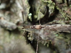 Empicoris vagabundus