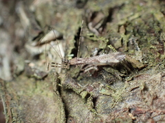 Empicoris vagabundus