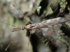 Empicoris vagabundus