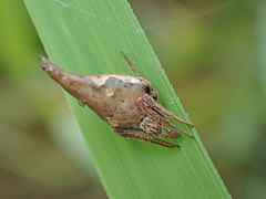 Eriovixia pseudocentrodes