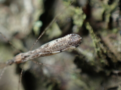 Empicoris vagabundus
