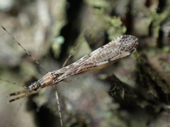 Empicoris vagabundus