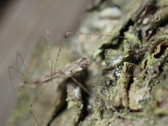 Empicoris vagabundus